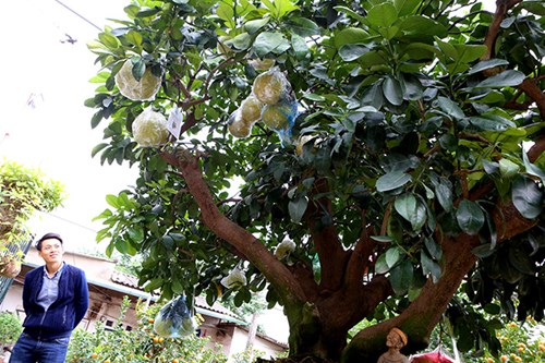 Cây bưởi diễn Bonsai này được định giá 90 triệu đồng. Tết năm nay, cây đã có người đặt thuê.