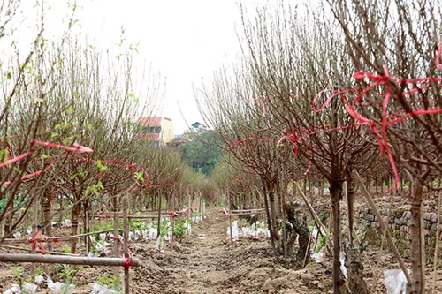 Do đó hầu như đào Nhật Tân đều đang mới ở giai đoạn đâm chồi non