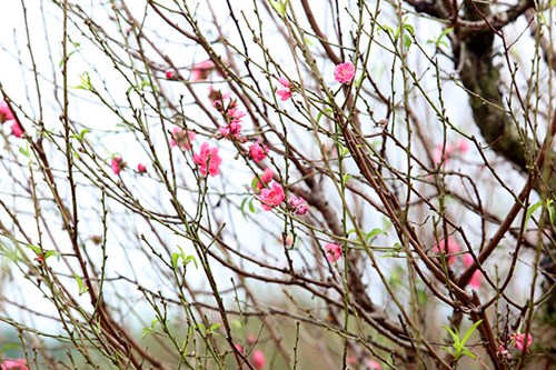 Theo cô Nhuận, từ thời điểm này, cả nhà phải thường xuyên túc trực canh từng gốc đào để chọn thời điểm hãm hoa hợp lý. Nếu thuận lợi, vườn đào gần 200 gốc trong vườn có thể thu lãi đến hơn 100 triệu đồng