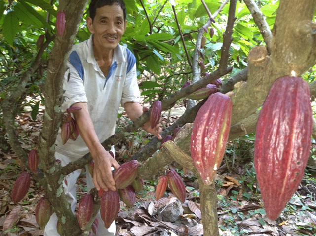 Ca cao Việt Nam được đánh giá cao về chất lượng