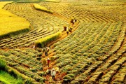 Những tiêu chí của một Nhà nước kiến tạo phát triển