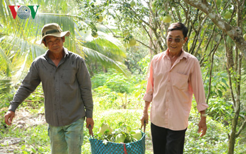 Càng cận Tết, giá bưởi càng tăng cao