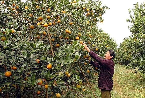Sản lượng lên tới trên 10 vạn tấn, cam quýt Cao Phong bị "dìm giá" san luong len toi tren 10 van tan cam quyt cao phong bi dim gia