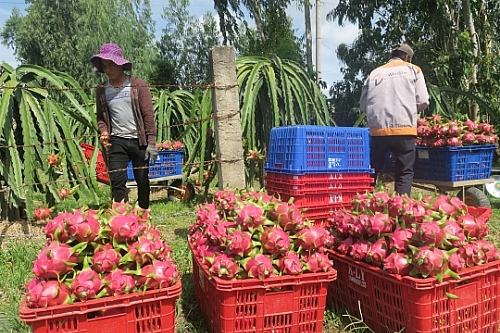 Thanh long tăng giá mạnh sát Tết thanh long tang gia manh sat tet