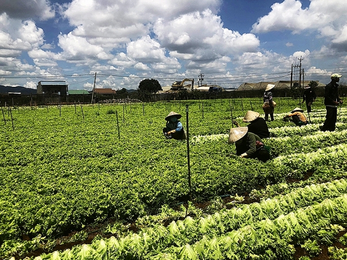 mm mega market viet nam thuc day lien ket san xuat va tieu thu nong san viet