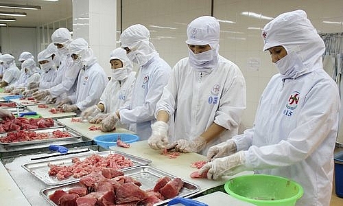 Xuất khẩu cá ngừ hạn chế vì thiếu nguyên liệu xuat khau ca ngu han che vi thieu nguyen lieu