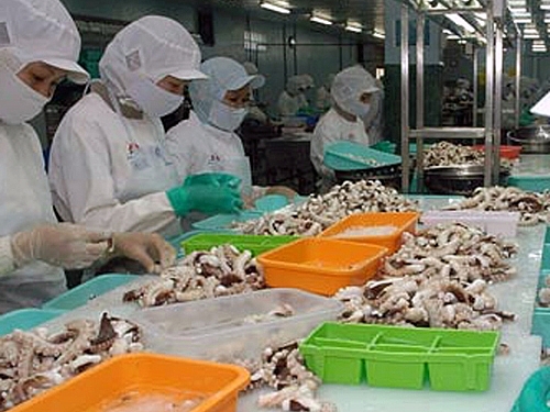 Hàn Quốc là thị trường tiêu thụ mực, bạch tuộc lớn nhất của Việt Nam han quoc la thi truong tieu thu muc bach tuoc lon nhat cua viet nam