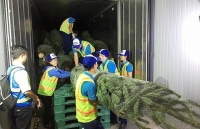 Hơn 1000 USD/cây thông nhập khẩu từ Đức cho mùa Giáng sinh