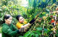 Bứt phá ngoạn mục của cà phê Việt