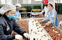 TP Đà Lạt: “Làm sạch” thị trường nông sản