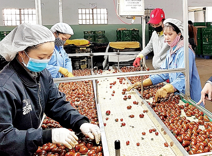 TP Đà Lạt: “Làm sạch” thị trường nông sản tp da lat lam sach thi truong nong san