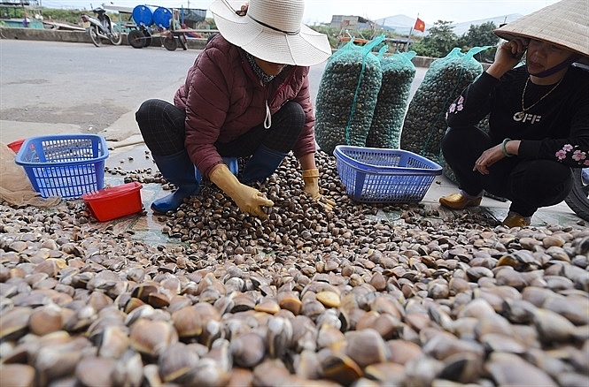 nguoi nuoi ngao bat ngo khi duoc xuat khau chinh ngach sang trung quoc