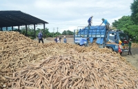 Kim ngạch xuất khẩu sắn tăng hơn 118% trong tháng 11/2019