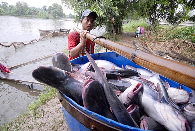 Ngành cá tra: Đến lúc không thể “mạnh ai nấy làm” nganh ca tra den luc khong the manh ai nay lam