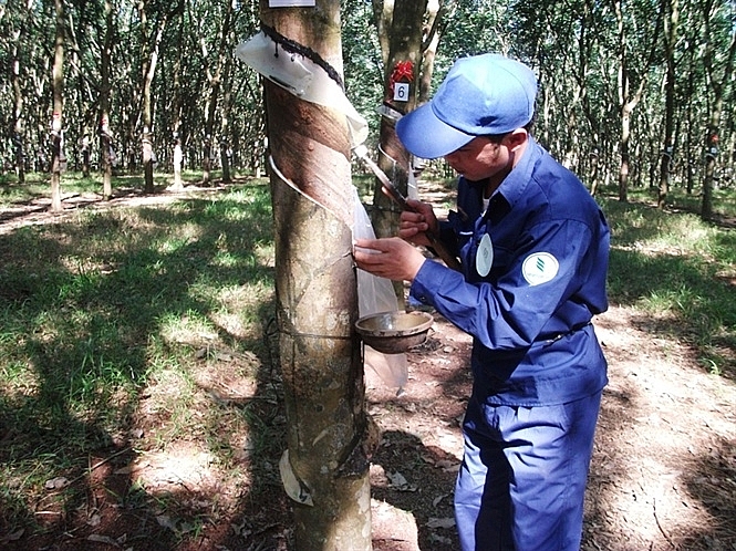xuat khau cao su lay lai da tang truong
