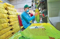 Gạo Việt: Định vị trên bản đồ nông sản