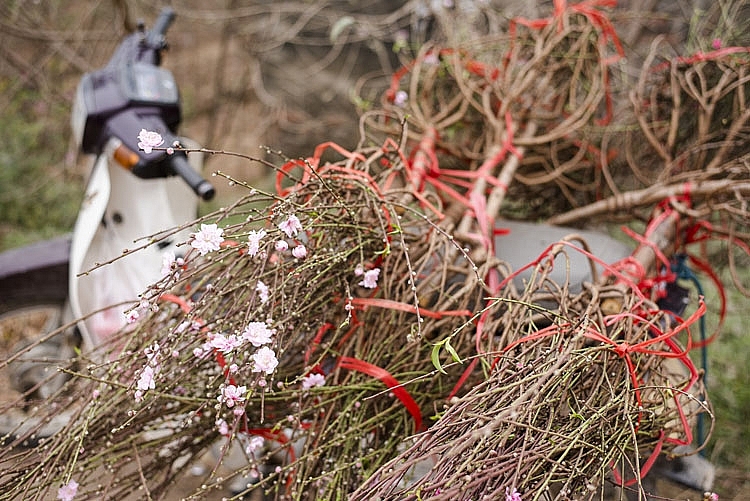 Những cành đào được vận chuyển đến tận nơi cho khách hàng