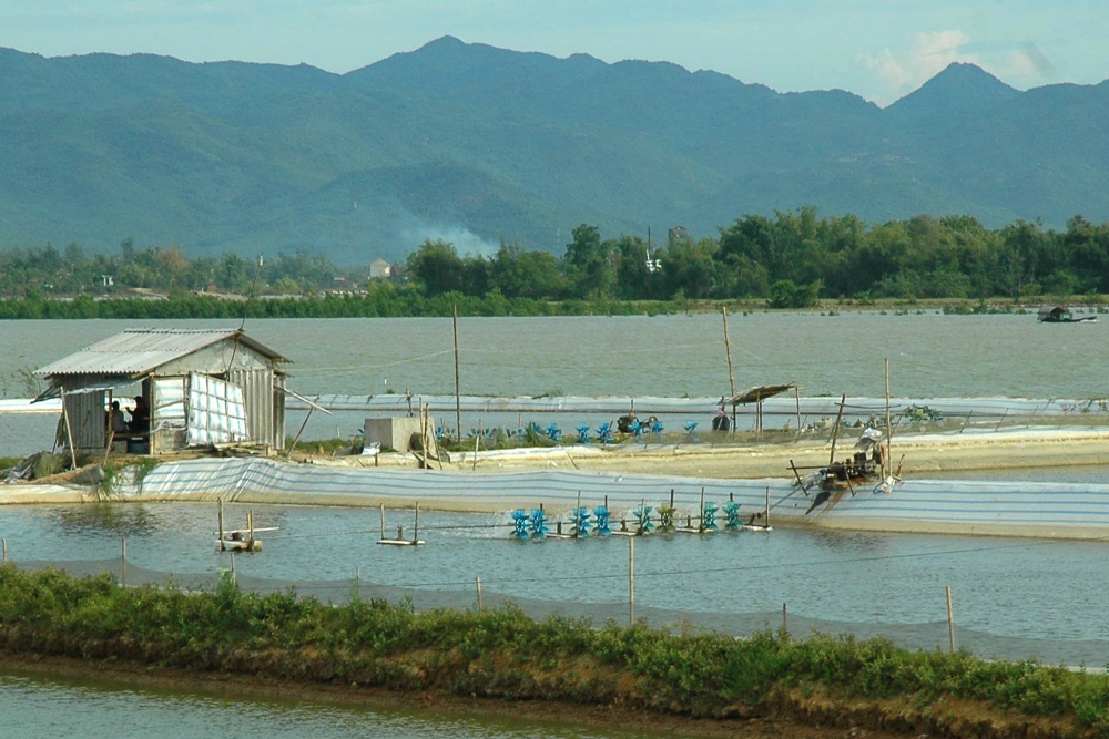 nganh tom but pha nua cuoi nam