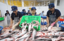 Xuất khẩu cá tra: Đối diện tăng trưởng âm
