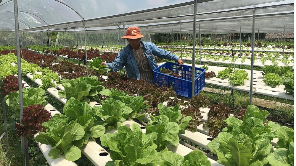 ket noi san xuat va tieu thu on dinh dau ra cho nong san