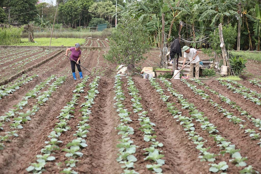 Hợp tác xã Đặng Xá (Hà Nội): Mô hình trồng rau an toàn hop tac xa dang xa ha noi mo hinh trong rau an toan