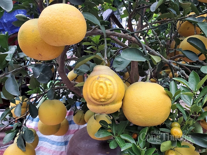 doc dao thi truong buoi bonsai hinh ho lo dip tet canh ty 2020