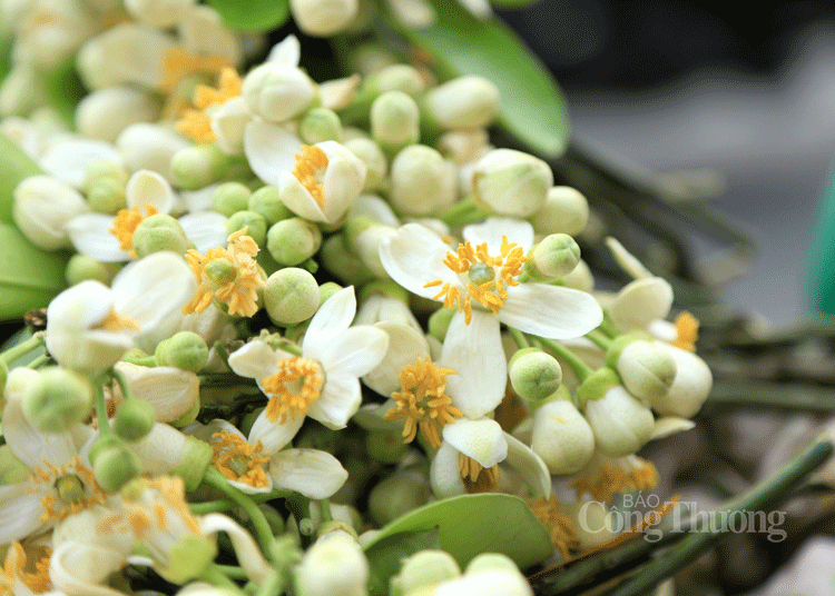 Nồng nàn những gánh hoa bưởi đầu mùa trên phố Hà Nội nong nan nhung ganh hoa buoi dau mua tren pho ha noi