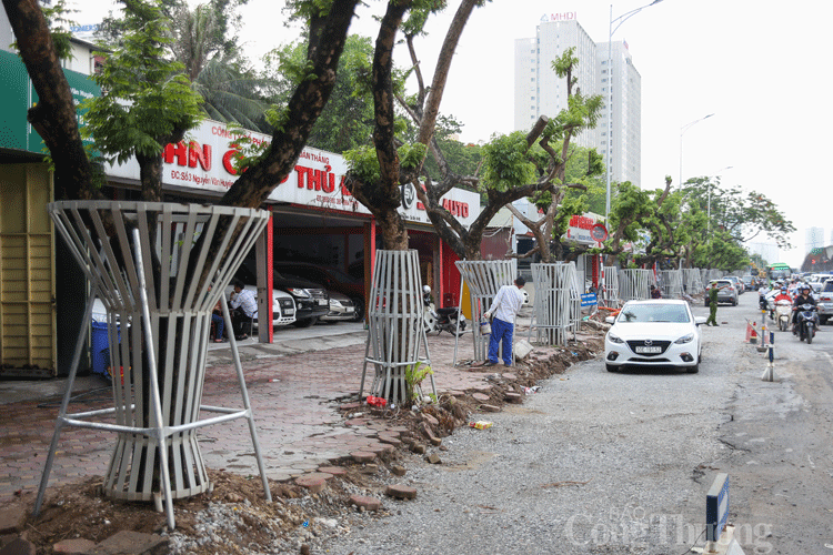 ha noi hang chuc cay sua do quy hiem duoc bao ve nghiem ngat