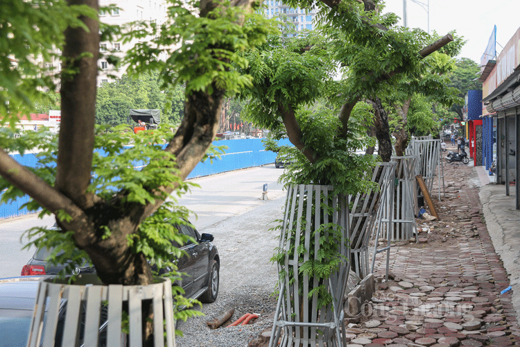 ha noi hang chuc cay sua do quy hiem duoc bao ve nghiem ngat