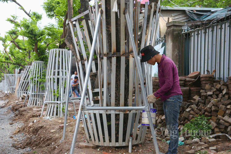 ha noi hang chuc cay sua do quy hiem duoc bao ve nghiem ngat