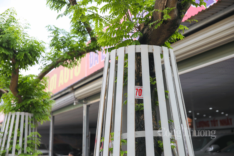 ha noi hang chuc cay sua do quy hiem duoc bao ve nghiem ngat