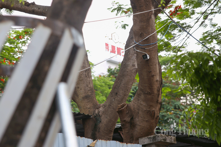 ha noi hang chuc cay sua do quy hiem duoc bao ve nghiem ngat