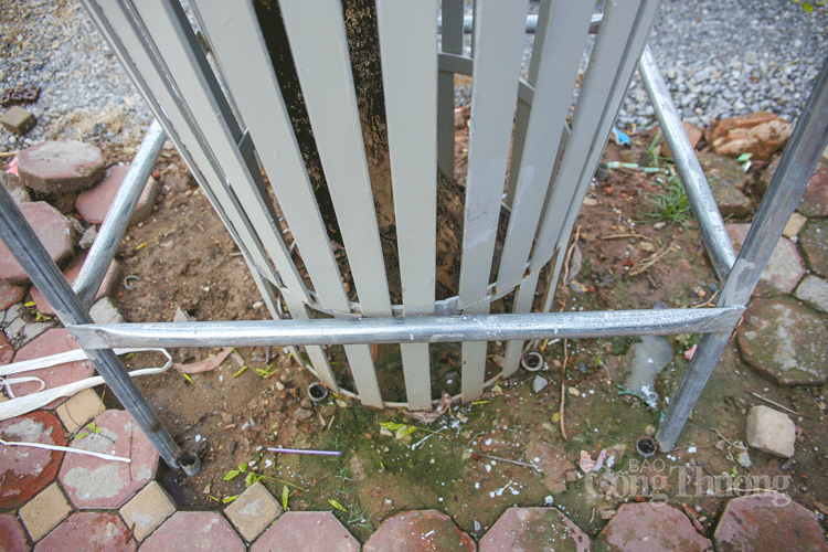 ha noi hang chuc cay sua do quy hiem duoc bao ve nghiem ngat