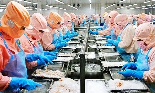 "Vua tôm" Minh Phú bị điều tra, Bộ Công Thương vào cuộc vua tom minh phu bi dieu tra bo cong thuong vao cuoc