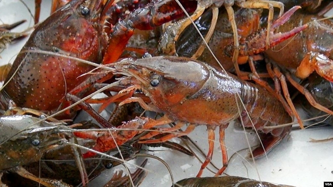 Quản lý thị trường huy động toàn lực lượng ngăn chặn tôm hùm đỏ quan ly thi truong huy dong toan luc luong ngan chan tom hum do