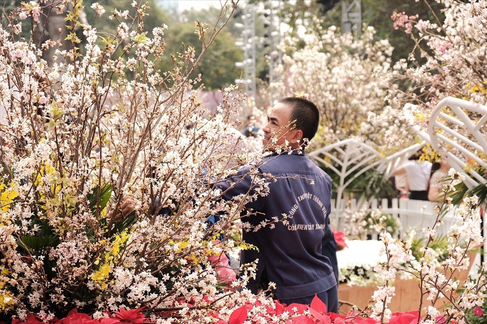 le hoi hoa anh dao nhat ban ha noi keo dai them 1 ngay