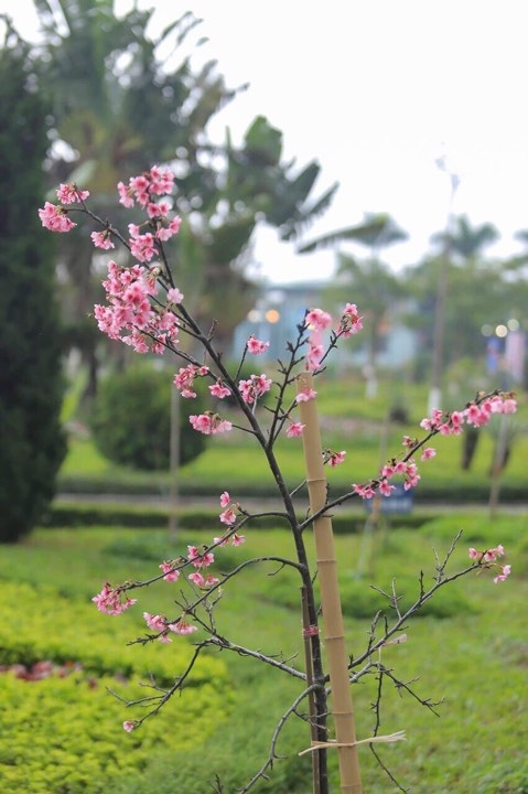 le hoi hoa anh dao nhat ban ha noi keo dai them 1 ngay