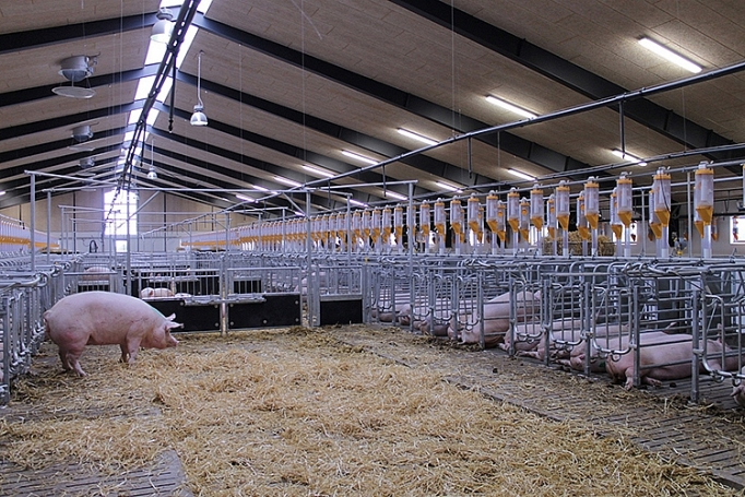 Giải pháp thông minh cho ngành chăn nuôi Việt Nam giai phap thong minh cho nganh chan nuoi viet nam