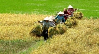 Cần tìm thị trường mới để tiêu thụ lúa dài hơi cho nông dân