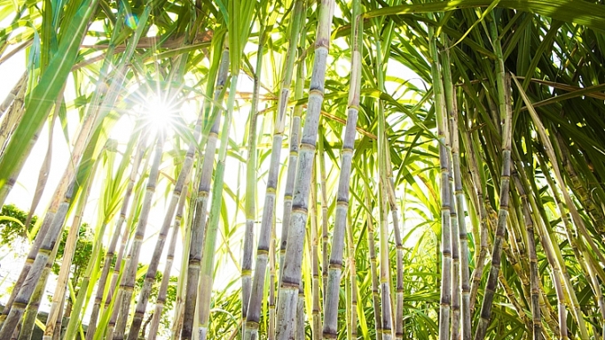 Chính sách cho ngành mía đường: Bài toán khó giải? Kỳ 1: Chính sách tại các nước khu vực Đông Nam Á chinh sach cho nganh mia duong bai toan kho giai ky 1 chinh sach tai cac nuoc khu vuc dong nam a