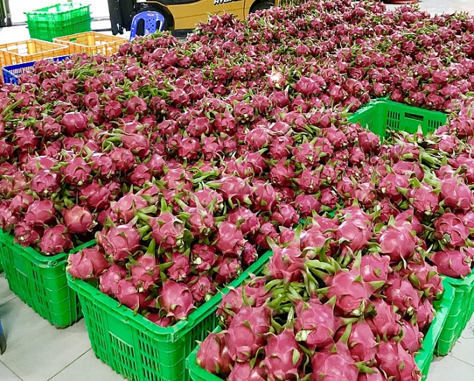 MM Mega Market Việt Nam thu mua 100 tấn thanh long Bình Thuận mm mega market viet nam thu mua 100 tan thanh long binh thuan