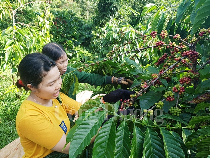 cong ty nestle viet nam xay dung chuoi san xuat ca phe ben vung