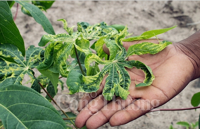 o at trong mi nong dan thiet hai kep