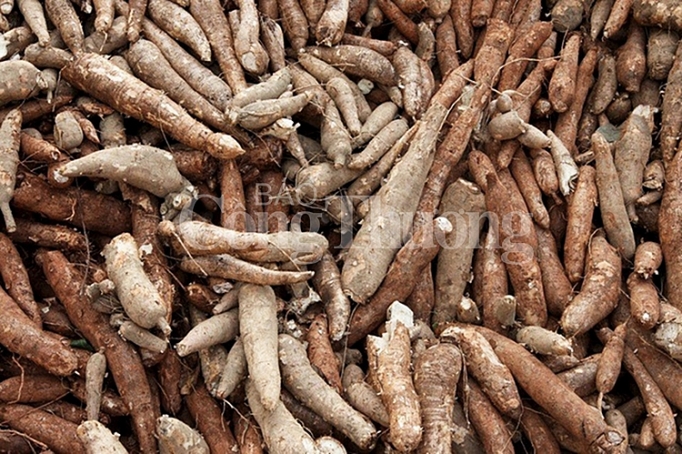 o at trong mi nong dan thiet hai kep