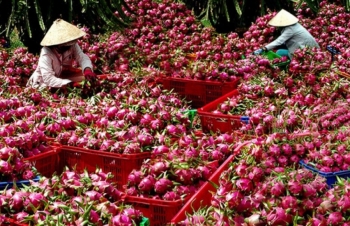 Xuất khẩu Thanh long sang Ấn Độ: Tránh ăn xổi ở thì