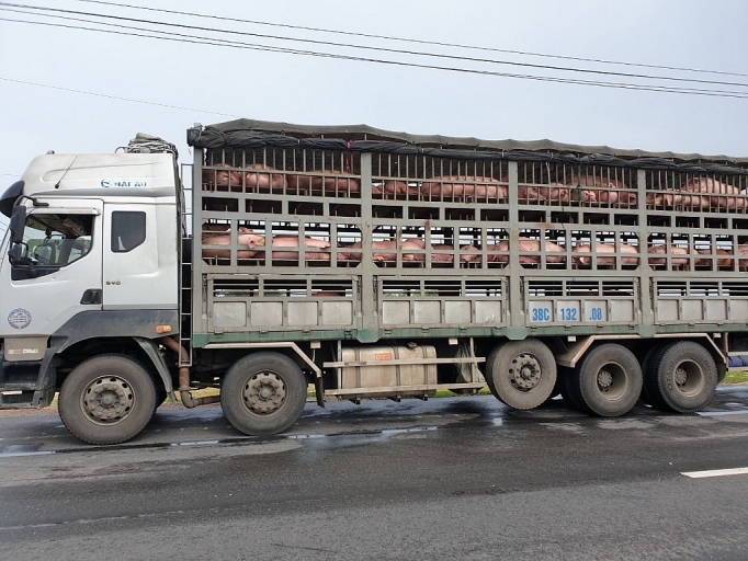 chan dung gan 350 con lon khong ro nguon goc dang van chuyen di tieu thu