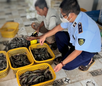 Kiên Giang: Bắt quả tang cơ sở bơm tạp chất vào tôm sú nguyên liệu