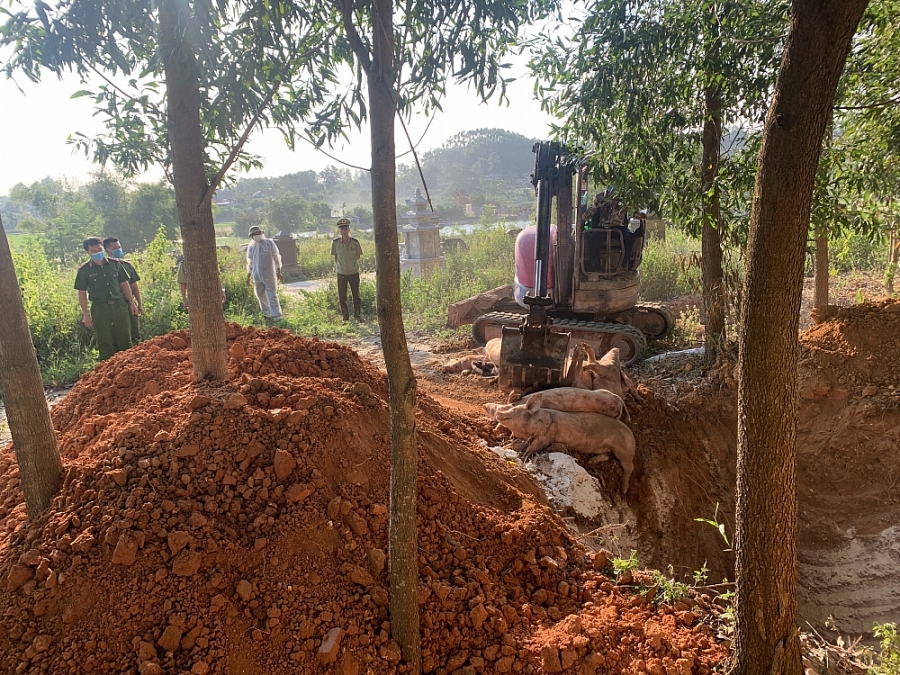 Bắc Giang Phát hiện 21 con lợn bị nhiễm tả lợn châu Phi chuẩn bị đưa đi tiêu thụ bac giang phat hien 21 con lon bi nhiem ta lon chau phi chuan bi dua di tieu thu