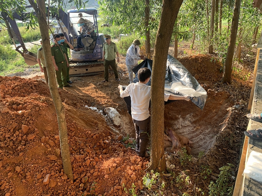 Bắc Giang Phát hiện 21 con lợn bị nhiễm tả lợn châu Phi chuẩn bị đưa đi tiêu thụ bac giang phat hien 21 con lon bi nhiem ta lon chau phi chuan bi dua di tieu thu