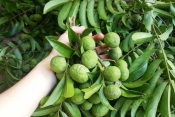 22 tấn quả sấu đông lạnh xuất khẩu sang Úc